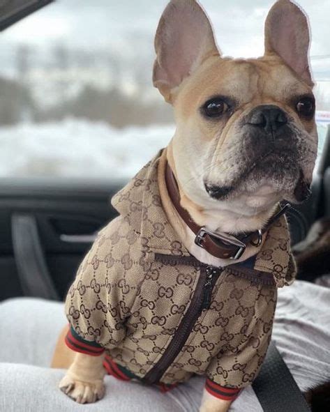 gucci dog hoodie|More.